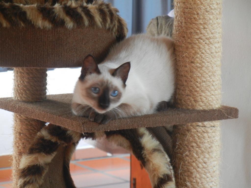 ホテル The Cats' House フロリアノポリス エクステリア 写真